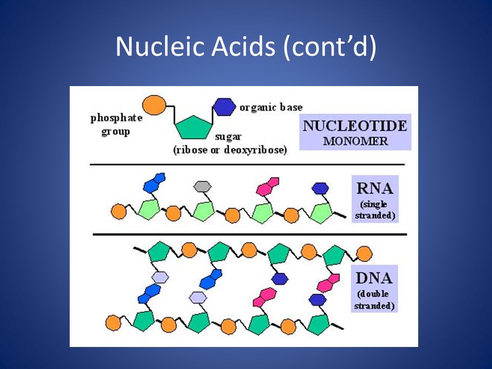 Nucleic Acids (cont’d)