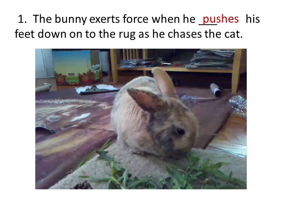 1. The bunny exerts force when he ___ his feet down on to the rug as he chases the cat. pushes