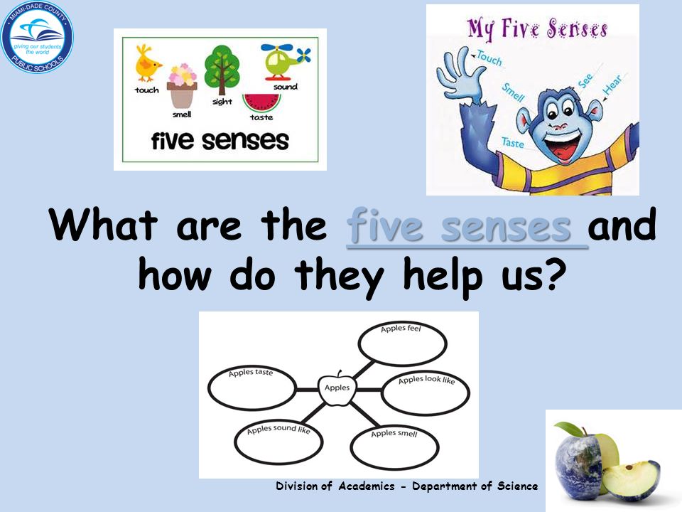 five senses five senses What are the five senses and how do they help us five senses Division of Academics - Department of Science