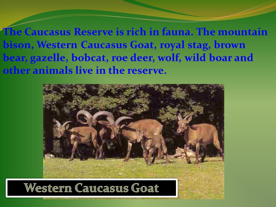The Caucasus Reserve is rich in fauna.