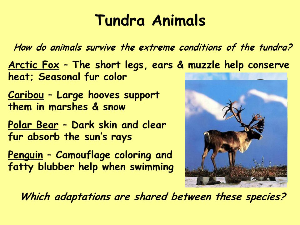 HUMANITY & THE WORLD BIOMES Unit 2-2a The Tundra. - ppt download
