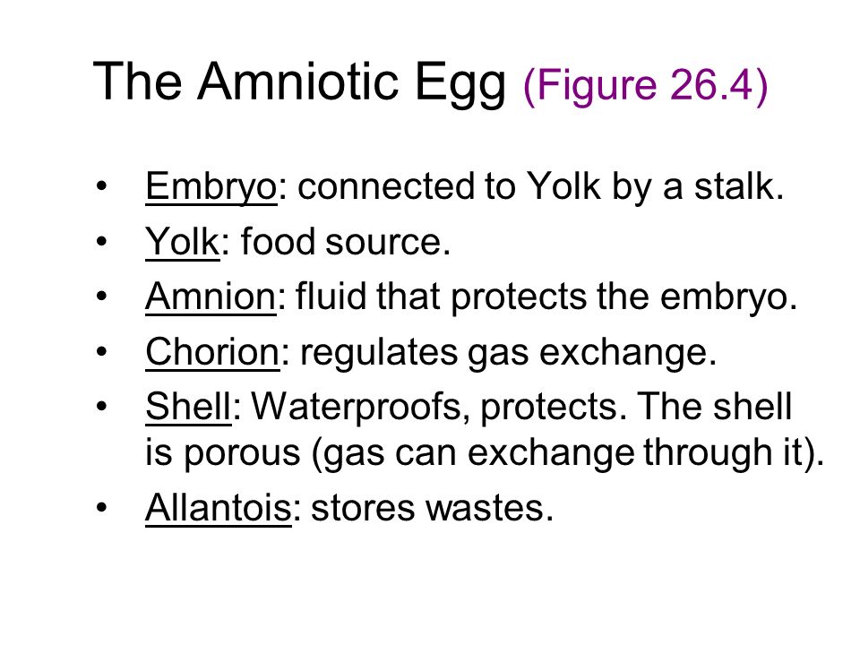 The Amniotic Egg (Figure 26.4) Embryo: connected to Yolk by a stalk.