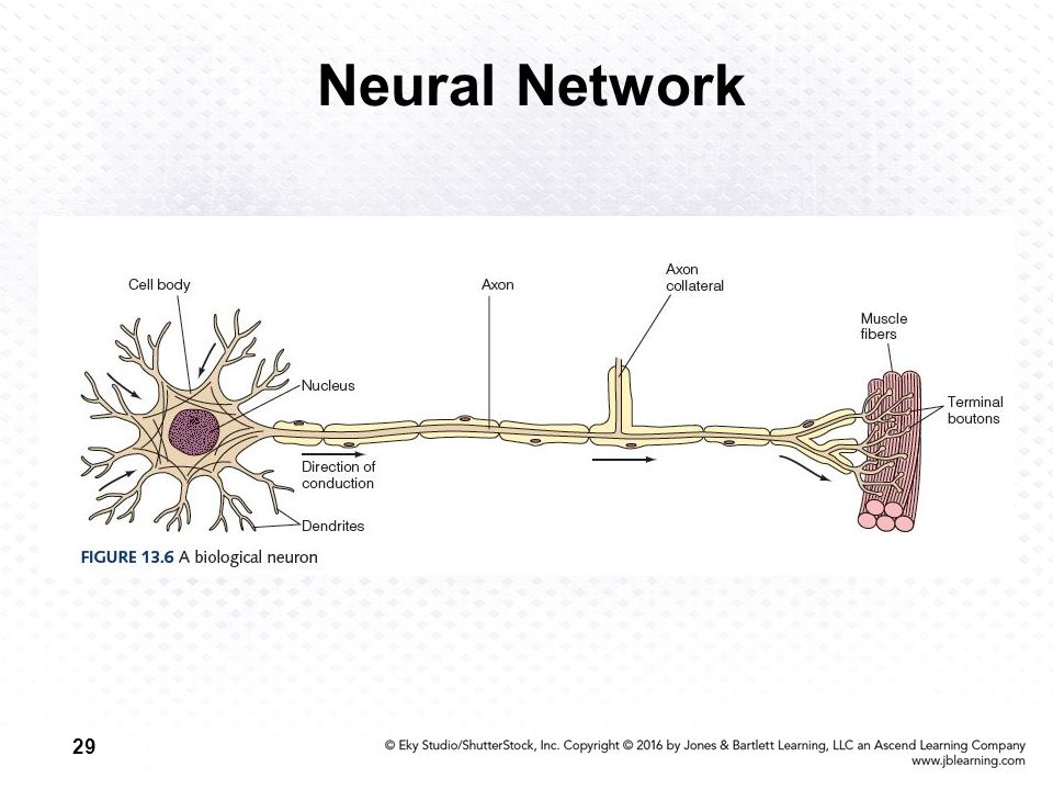 29 Neural Network