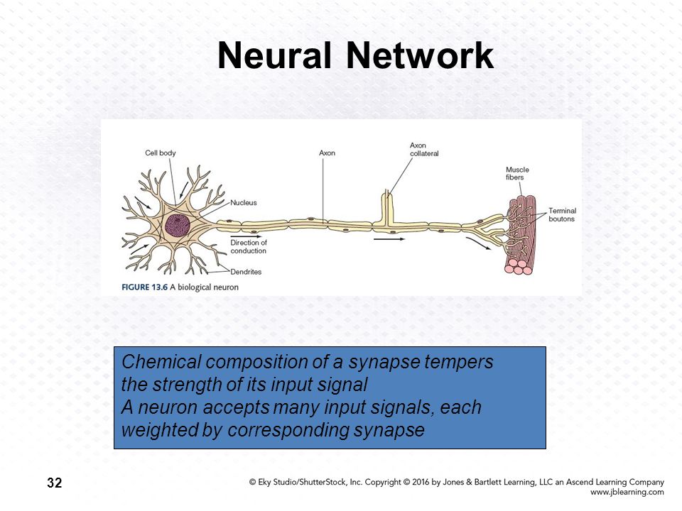 32 Neural Network Chemical composition of a synapse tempers the strength of its input signal A neuron accepts many input signals, each weighted by corresponding synapse
