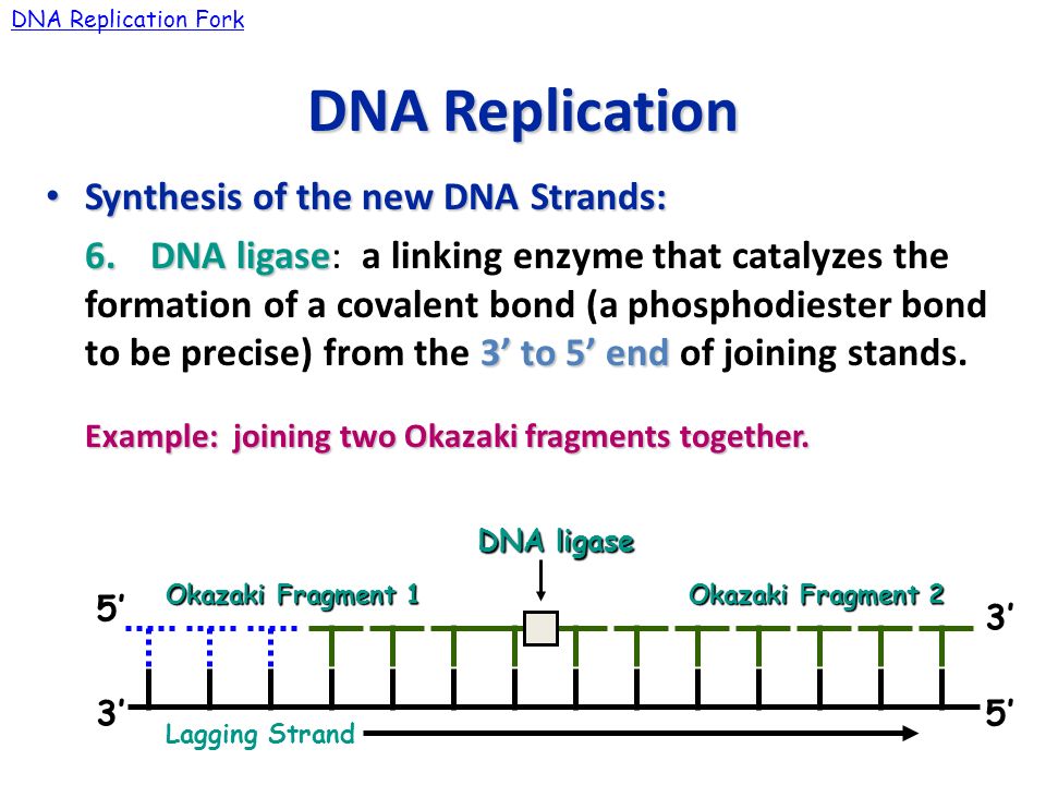 Image result for the joining of the dna strands"