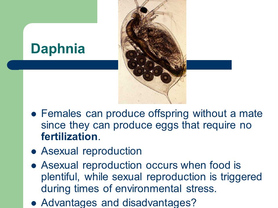 Myrtle beach nude Daphnia asexual reproduction in humans