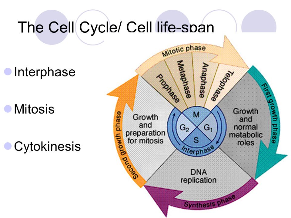 Mitosis And The Cell Cycle Division Of The Nucleus And The Nuclear