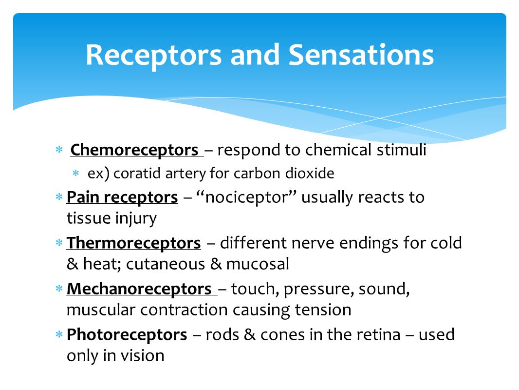 Sensory Receptors Detect Environmental Changes And Trigger Nerve Impulses Somatic Senses Touch Pressure Temperature Pain Special Senses Ppt Download
