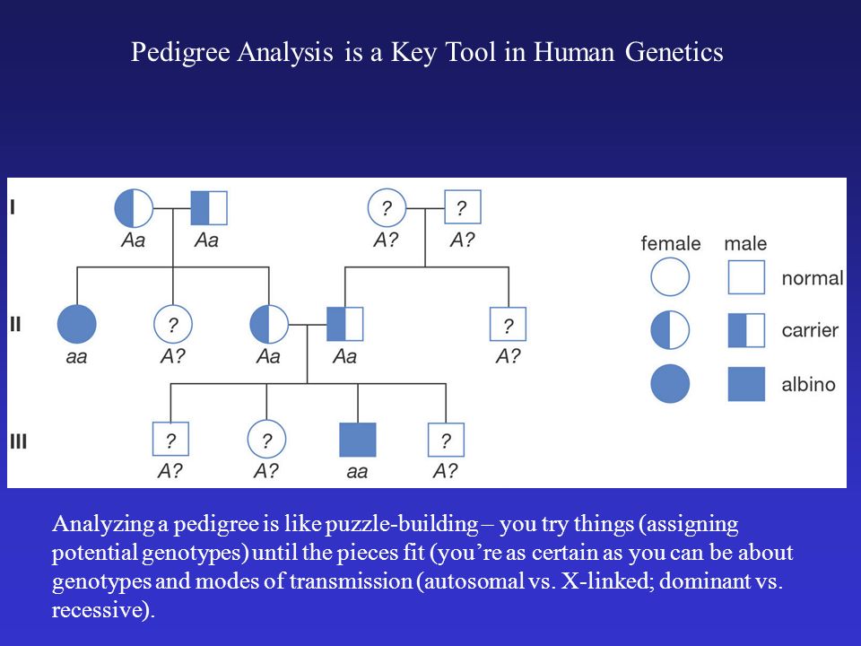 Human Genetics A Pedigree Of A Recessive Human Trait Note That The Trait Can Appear In Offspring Of Parents Without The Trait Heterozygotes Who Do Not Ppt Download