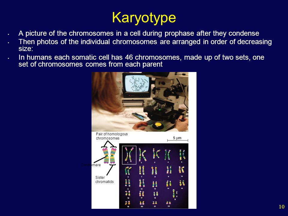 10 5 µm Pair of homologous chromosomes Centromere Sister chromatids Karyotype A picture of the chromosomes in a cell during prophase after they condense Then photos of the individual chromosomes are arranged in order of decreasing size: In humans each somatic cell has 46 chromosomes, made up of two sets, one set of chromosomes comes from each parent