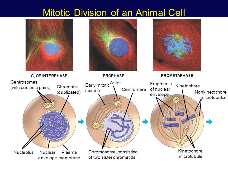 19 Mitotic Division of an Animal Cell G 2 OF INTERPHASEPROPHASE PROMETAPHASE Centrosomes (with centriole pairs) Chromatin (duplicated) Early mitotic spindle Aster Centromere Fragments of nuclear envelope Kinetochore Nucleolus Nuclear envelope Plasma membrane Chromosome, consisting of two sister chromatids Kinetochore microtubule Nonkinetochore microtubules