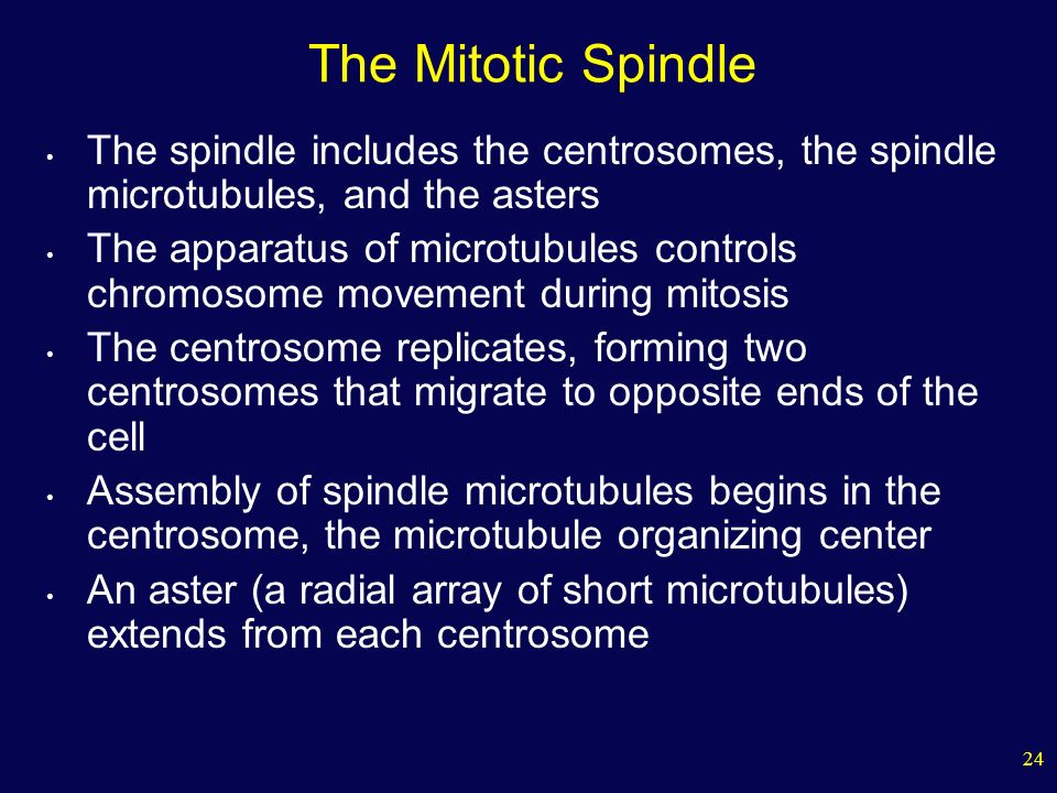 24 The Mitotic Spindle The spindle includes the centrosomes, the spindle microtubules, and the asters The apparatus of microtubules controls chromosome movement during mitosis The centrosome replicates, forming two centrosomes that migrate to opposite ends of the cell Assembly of spindle microtubules begins in the centrosome, the microtubule organizing center An aster (a radial array of short microtubules) extends from each centrosome