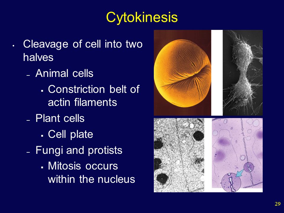 29 Cytokinesis Cleavage of cell into two halves – Animal cells  Constriction belt of actin filaments – Plant cells  Cell plate – Fungi and protists  Mitosis occurs within the nucleus