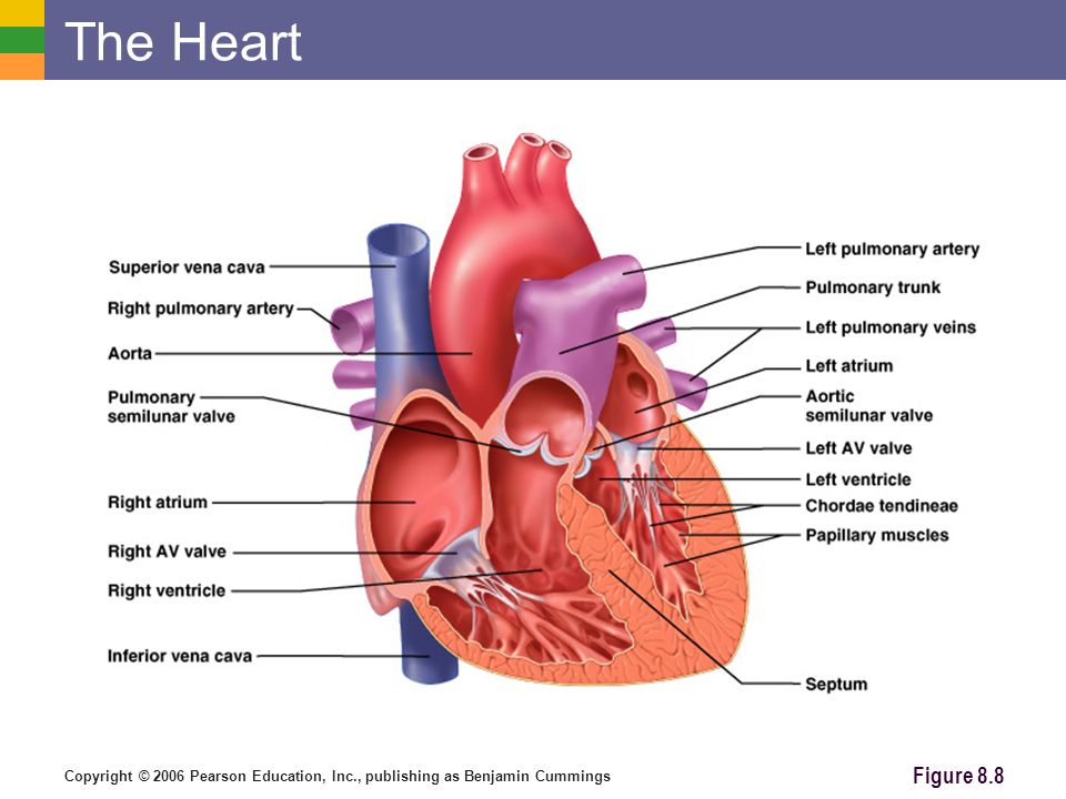 Copyright © 2006 Pearson Education, Inc., publishing as