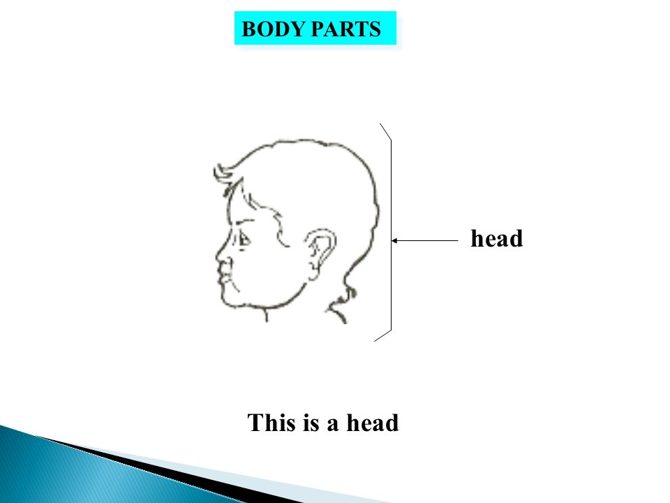 head This is a head BODY PARTS hair This is hair BODY PARTS. - ppt download
