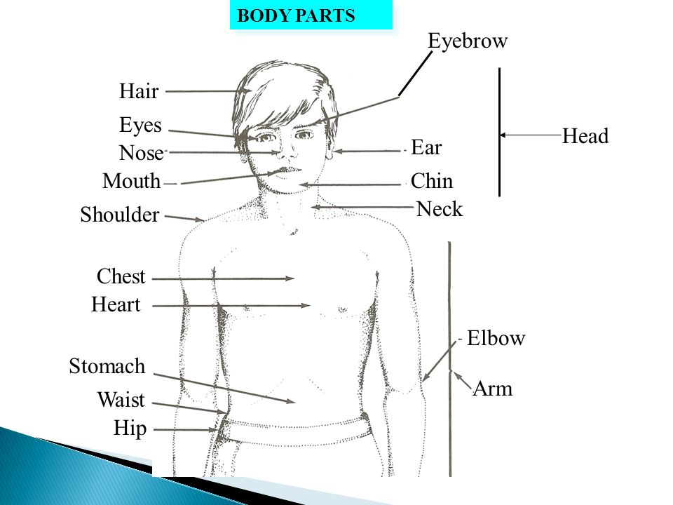 head This is a head BODY PARTS hair This is hair BODY PARTS. - ppt download