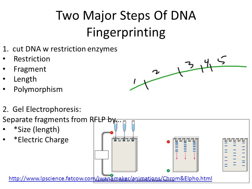 Two Major Steps Of DNA Fingerprinting 1.