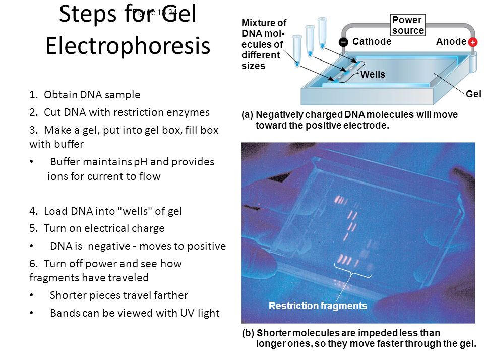 Steps for Gel Electrophoresis 1. Obtain DNA sample 2.
