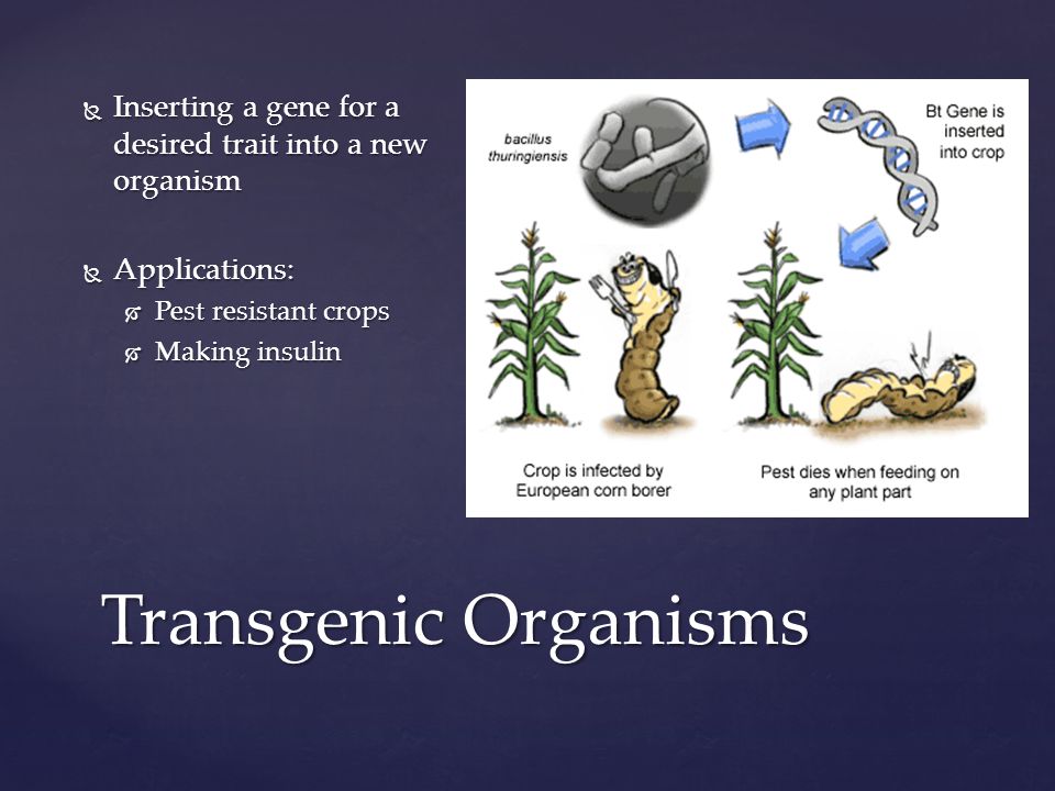 Transgenic Organisms  Inserting a gene for a desired trait into a new organism  Applications:  Pest resistant crops  Making insulin