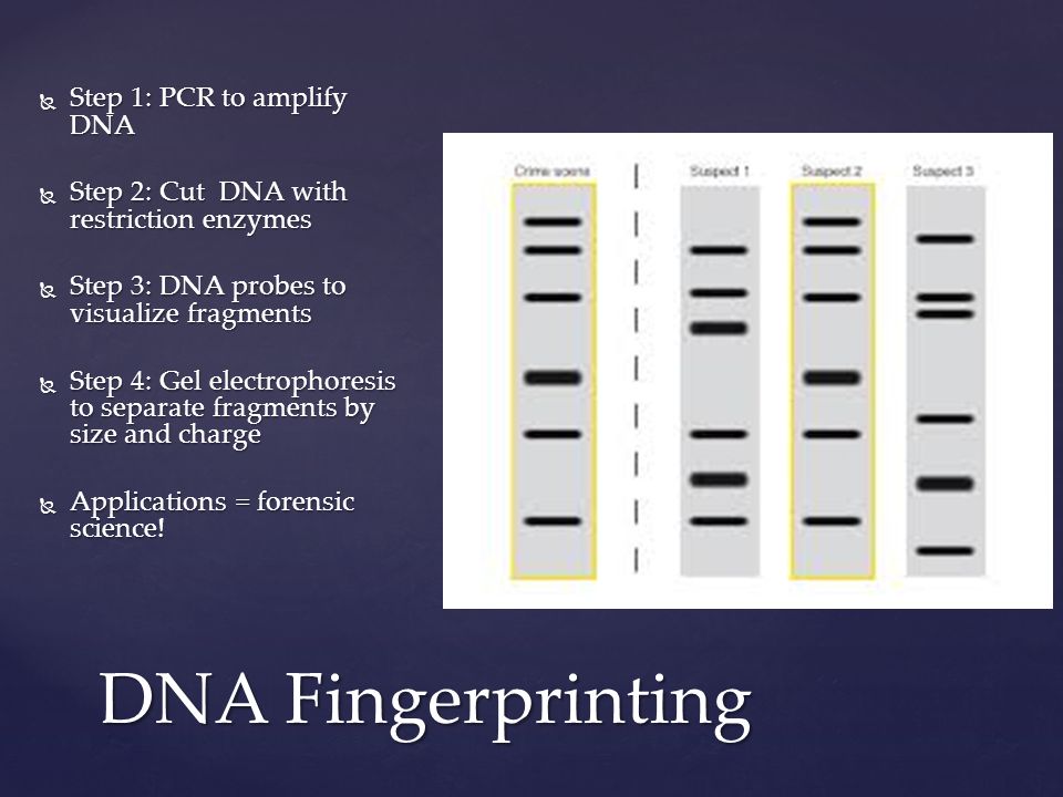 DNA Fingerprinting  Step 1: PCR to amplify DNA  Step 2: Cut DNA with restriction enzymes  Step 3: DNA probes to visualize fragments  Step 4: Gel electrophoresis to separate fragments by size and charge  Applications = forensic science!
