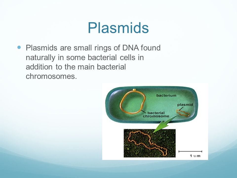 Plasmids Plasmids are small rings of DNA found naturally in some bacterial cells in addition to the main bacterial chromosomes.