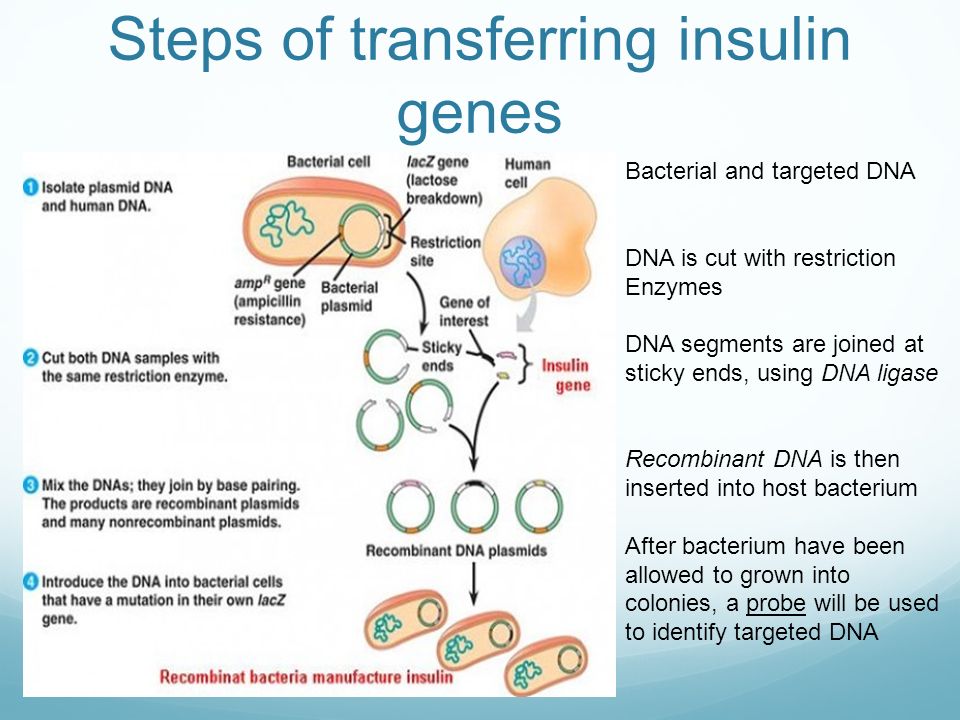 Steps of transferring insulin genes Bacterial and targeted DNA DNA is cut with restriction Enzymes DNA segments are joined at sticky ends, using DNA ligase Recombinant DNA is then inserted into host bacterium After bacterium have been allowed to grown into colonies, a probe will be used to identify targeted DNA