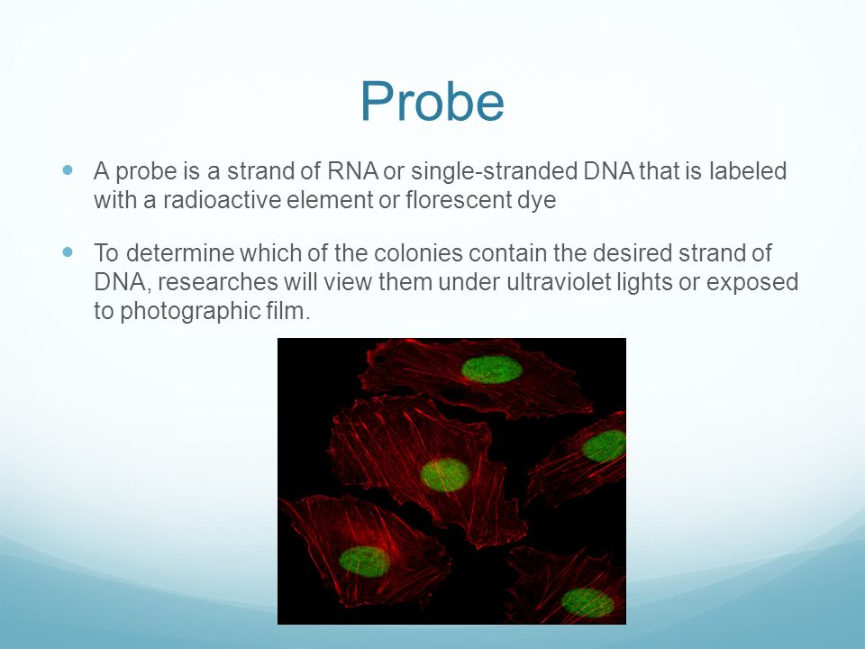 Probe A probe is a strand of RNA or single-stranded DNA that is labeled with a radioactive element or florescent dye To determine which of the colonies contain the desired strand of DNA, researches will view them under ultraviolet lights or exposed to photographic film.