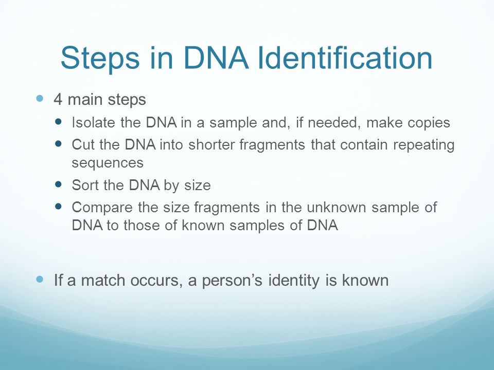 Steps in DNA Identification 4 main steps Isolate the DNA in a sample and, if needed, make copies Cut the DNA into shorter fragments that contain repeating sequences Sort the DNA by size Compare the size fragments in the unknown sample of DNA to those of known samples of DNA If a match occurs, a person’s identity is known