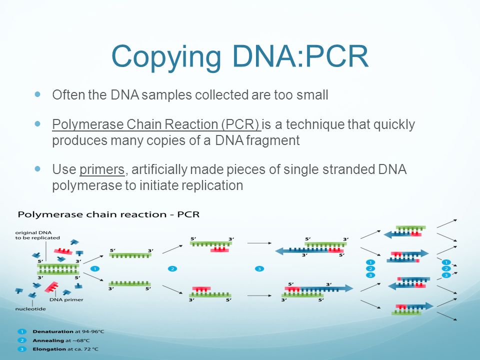 Copying DNA:PCR Often the DNA samples collected are too small Polymerase Chain Reaction (PCR) is a technique that quickly produces many copies of a DNA fragment Use primers, artificially made pieces of single stranded DNA polymerase to initiate replication