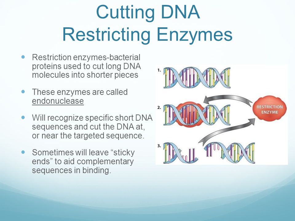 Cutting DNA Restricting Enzymes Restriction enzymes-bacterial proteins used to cut long DNA molecules into shorter pieces These enzymes are called endonuclease Will recognize specific short DNA sequences and cut the DNA at, or near the targeted sequence.