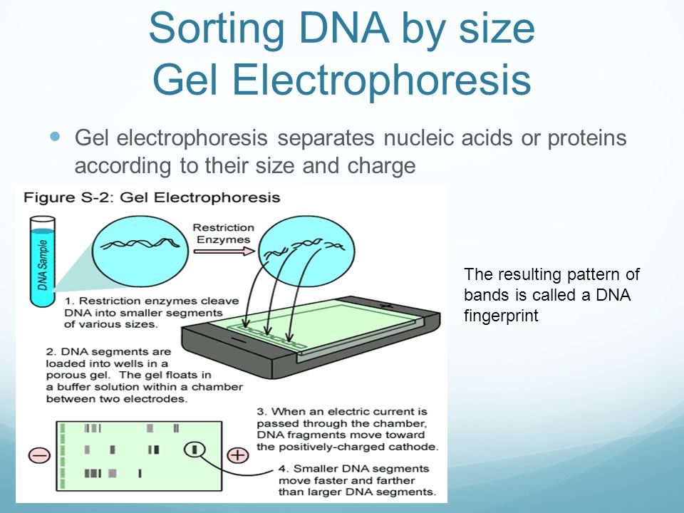 Sorting DNA by size Gel Electrophoresis Gel electrophoresis separates nucleic acids or proteins according to their size and charge The resulting pattern of bands is called a DNA fingerprint