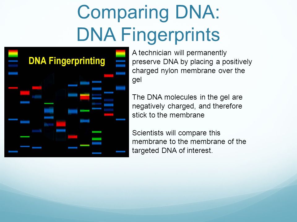 Comparing DNA: DNA Fingerprints A technician will permanently preserve DNA by placing a positively charged nylon membrane over the gel The DNA molecules in the gel are negatively charged, and therefore stick to the membrane Scientists will compare this membrane to the membrane of the targeted DNA of interest.