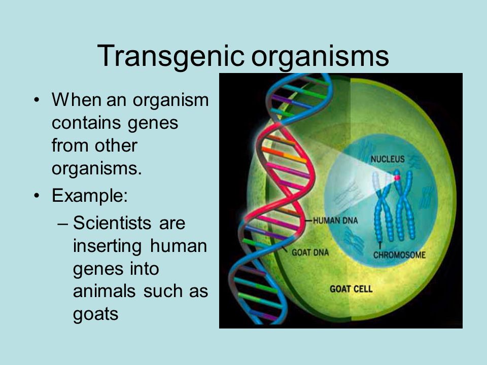 Transgenic organisms When an organism contains genes from other organisms.