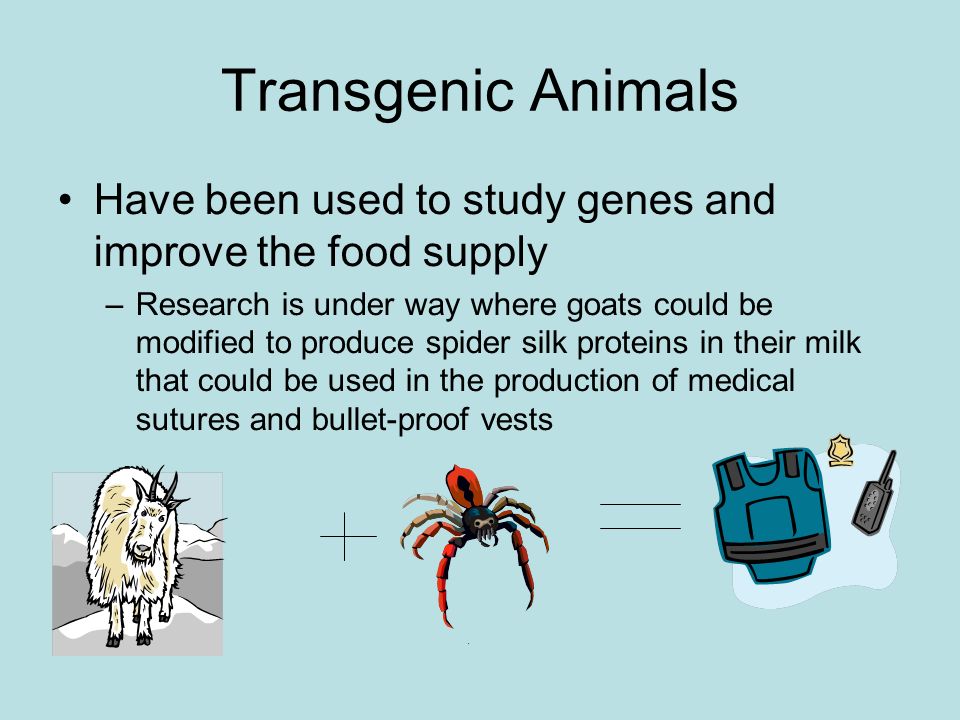 Transgenic Animals Have been used to study genes and improve the food supply –Research is under way where goats could be modified to produce spider silk proteins in their milk that could be used in the production of medical sutures and bullet-proof vests