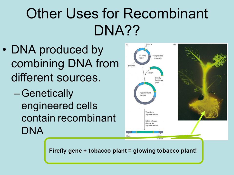 Other Uses for Recombinant DNA . DNA produced by combining DNA from different sources.