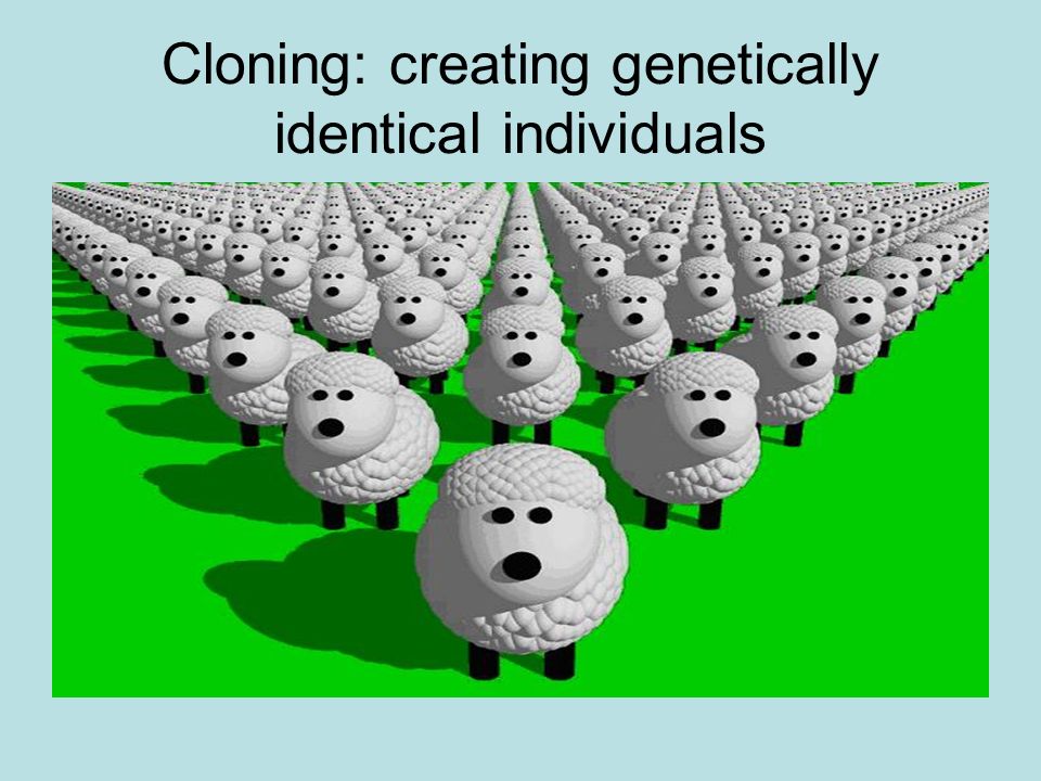 Cloning: creating genetically identical individuals