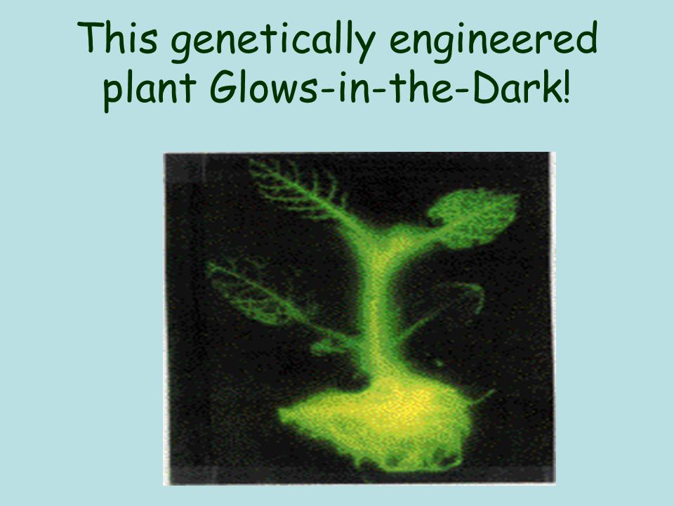This genetically engineered plant Glows-in-the-Dark!