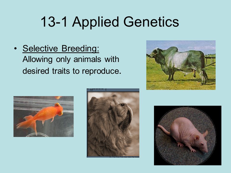 13-1 Applied Genetics Selective Breeding: Allowing only animals with desired traits to reproduce.