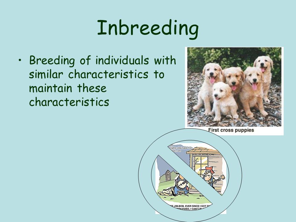 Inbreeding Breeding of individuals with similar characteristics to maintain these characteristics