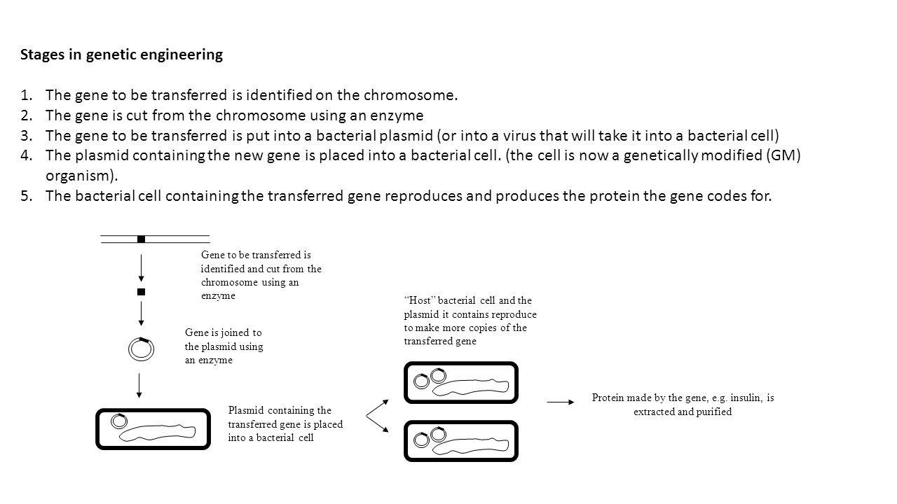 Stages in genetic engineering 1.The gene to be transferred is identified on the chromosome.