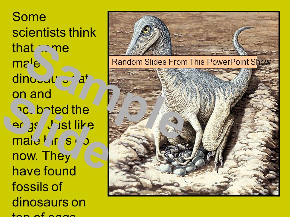 Some scientists think that some male dinosaurs sat on and incubated the eggs.