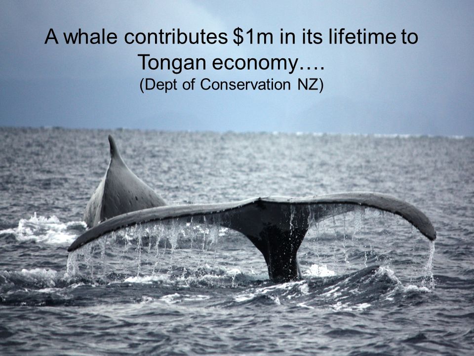 International Union for Conservation of Nature A whale contributes $1m in its lifetime to Tongan economy….