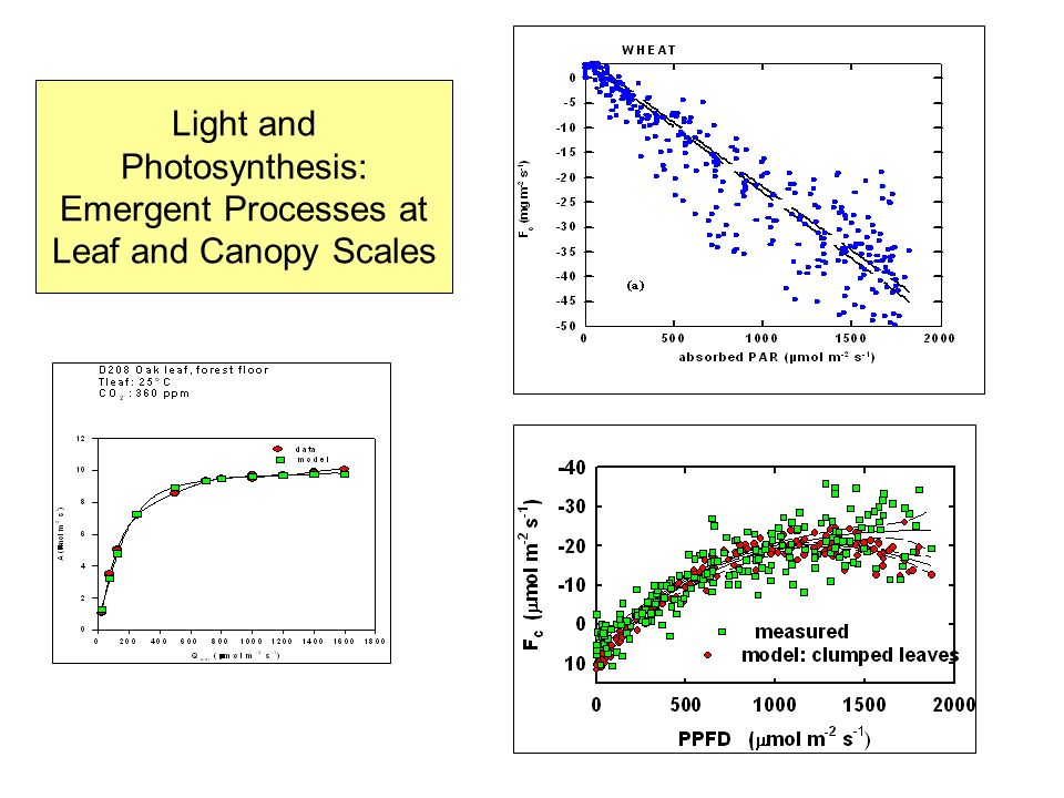 Light and Photosynthesis: Emergent Processes at Leaf and Canopy Scales