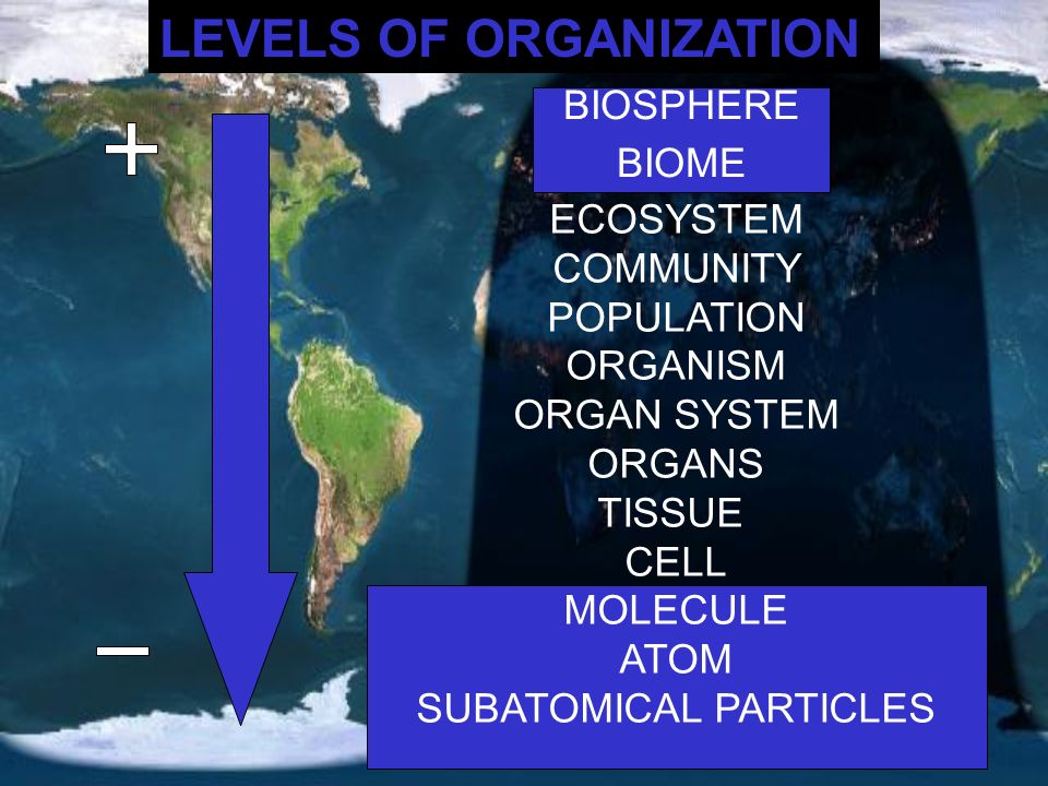 LEVELS OF ORGANIZATION BIOSPHERE BIOME ECOSYSTEM COMMUNITY POPULATION ORGANISM ORGAN SYSTEM ORGANS TISSUE CELL MOLECULE ATOM SUBATOMICAL PARTICLES BIOSPHERE BIOME