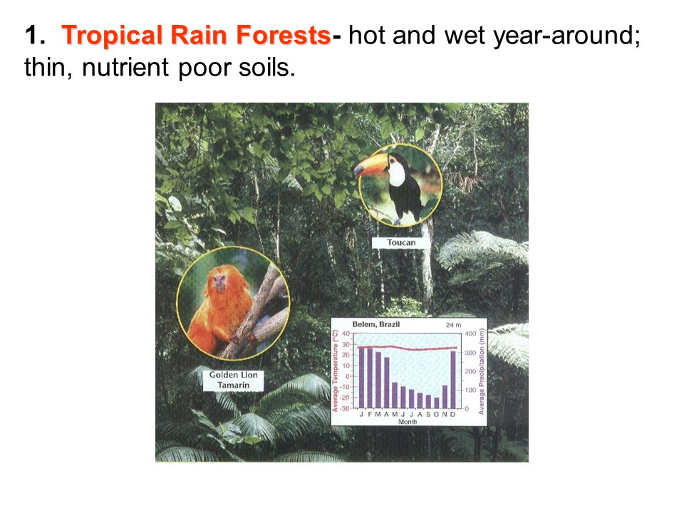 Tropical Rain Forests 1. Tropical Rain Forests- hot and wet year-around; thin, nutrient poor soils.