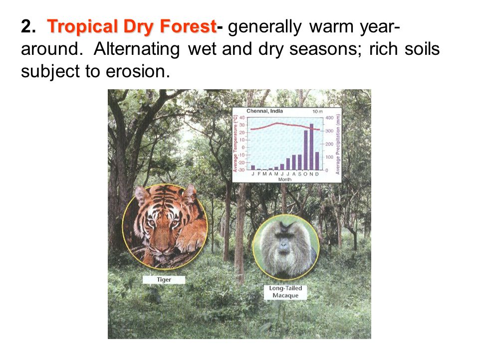 Tropical Dry Forest 2. Tropical Dry Forest- generally warm year- around.