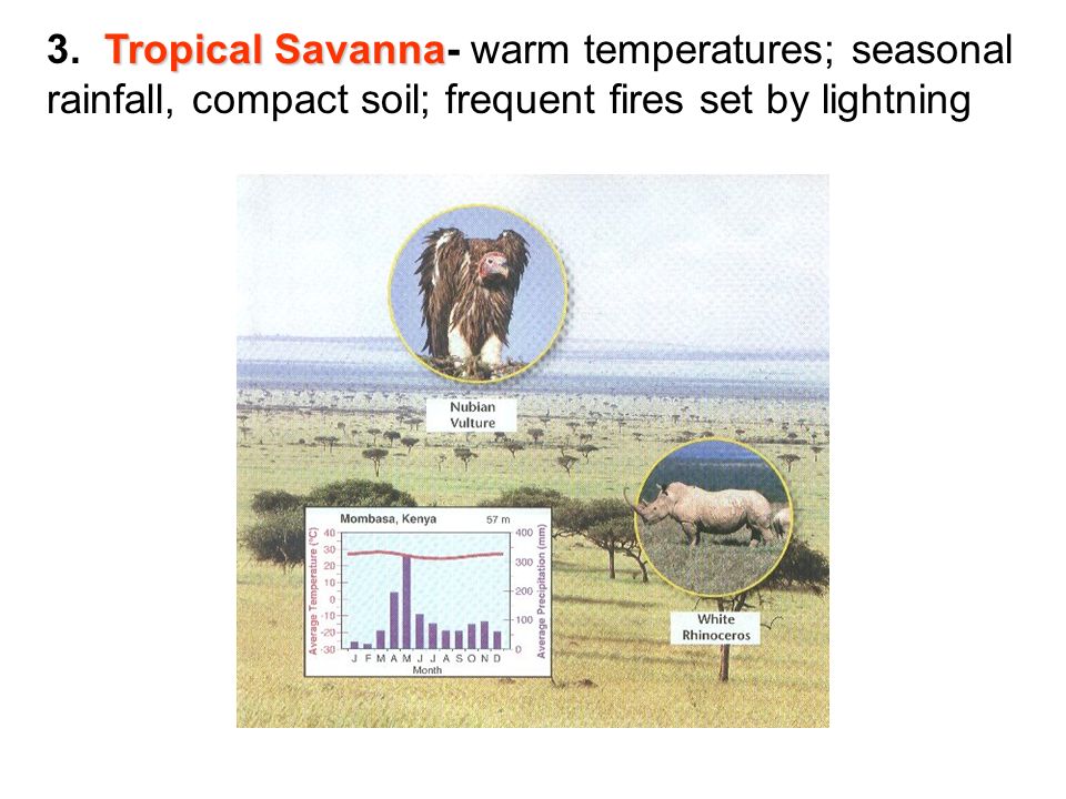 Tropical Savanna 3.