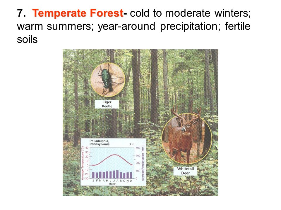 Temperate Forest 7.