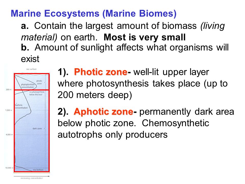 Marine Ecosystems (Marine Biomes) a.