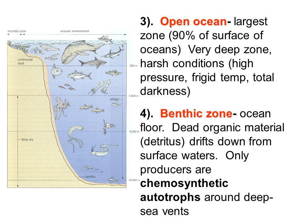 Open ocean 3).